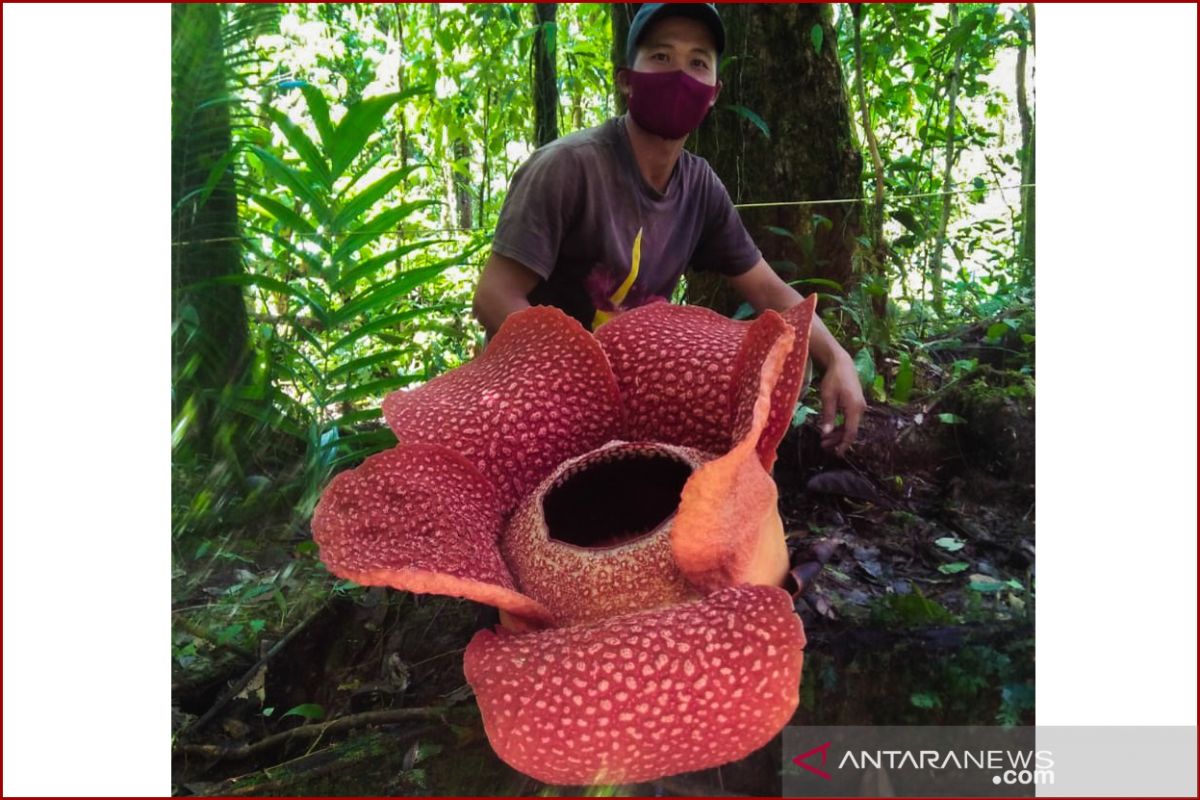 KPPL Bengkulu rilis normal baru saat menyaksikan Rafflesia arnoldii