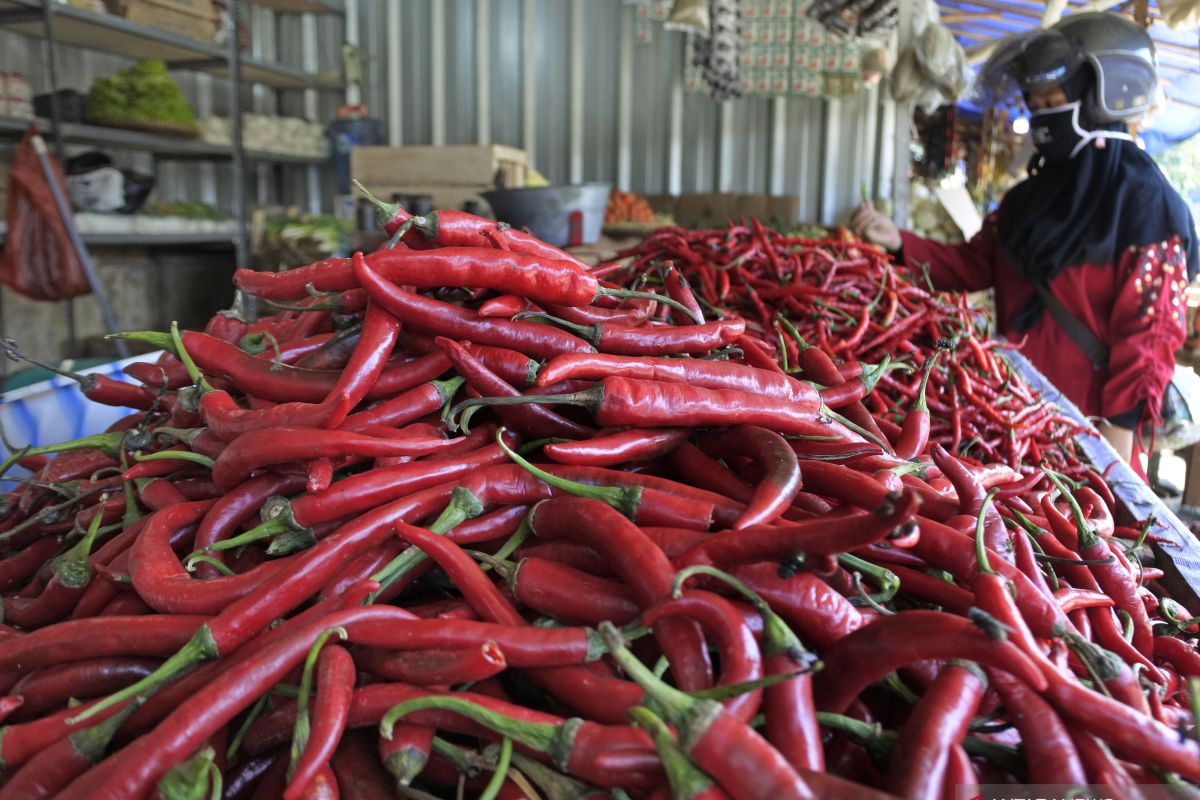 Harga cabai merah di pasar Medan  anjlok