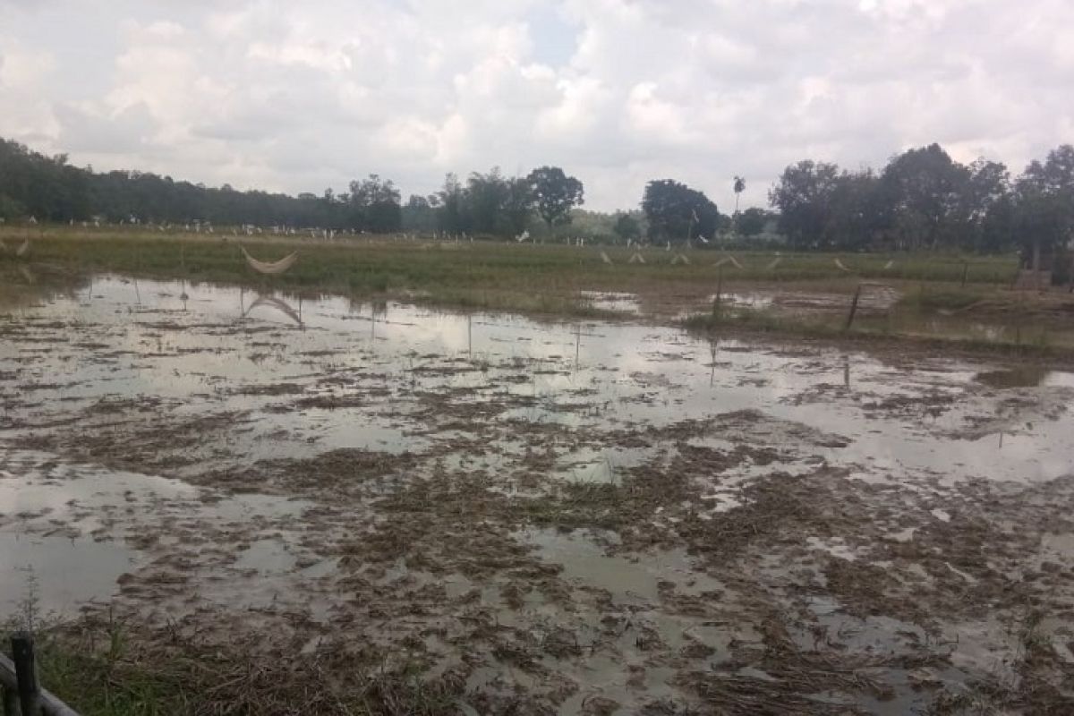 Penyuluh Sarolangun lakukan pendampingan olah lahan memanfaatkan hand tractor