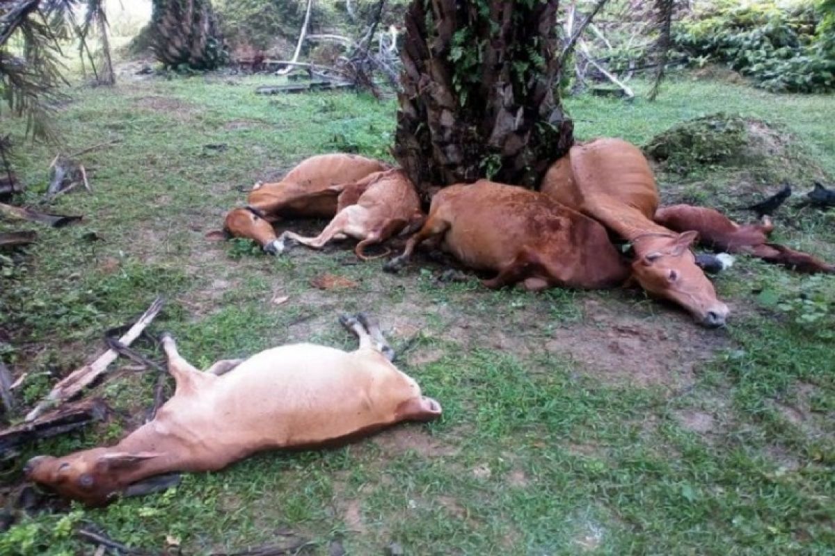Sebanyak tujuh ekor lembu warga Padang Tualang Langkat mati disambar petir
