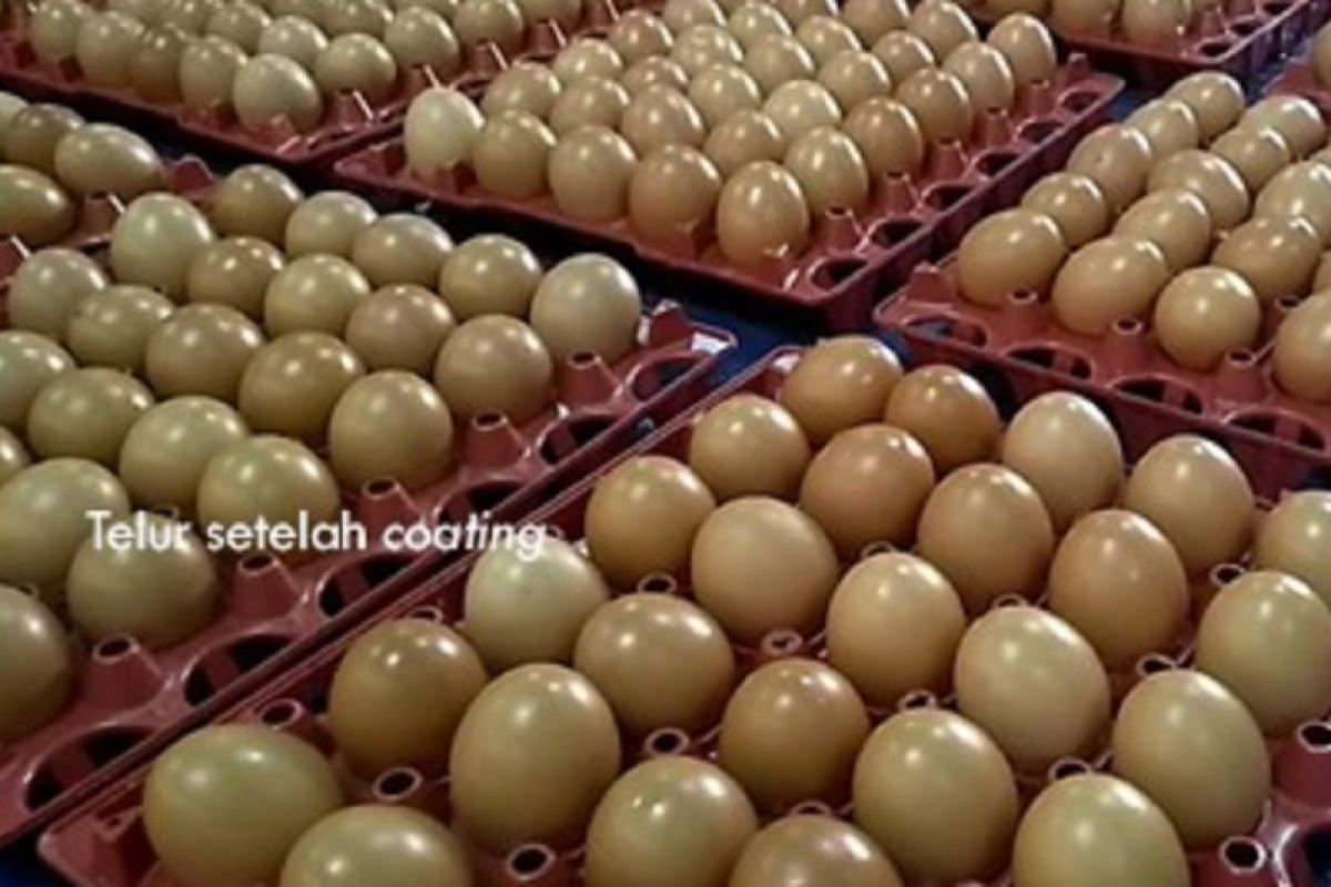 Balitbangtan kembangkan teknologi perpanjang umur telur ayam