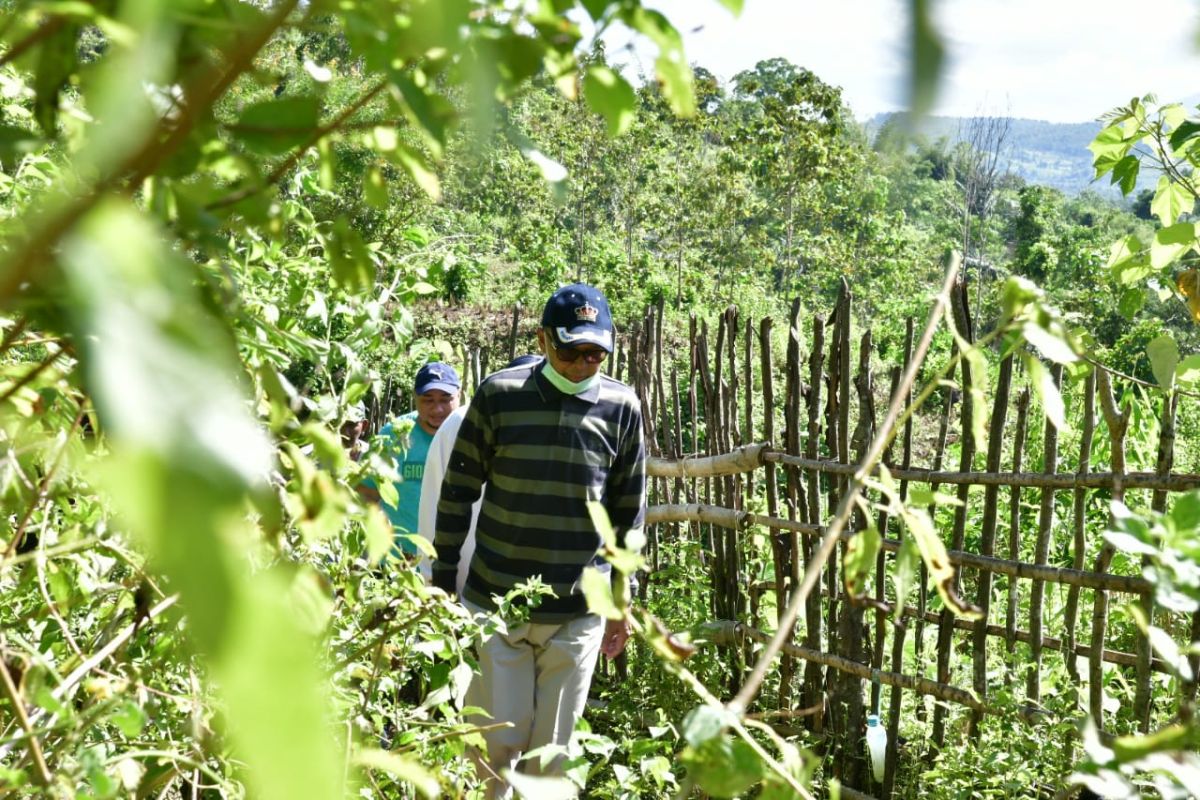 Gubernur siapkan Kebun Raya Pucak, destinasi wisata andalan Sulsel