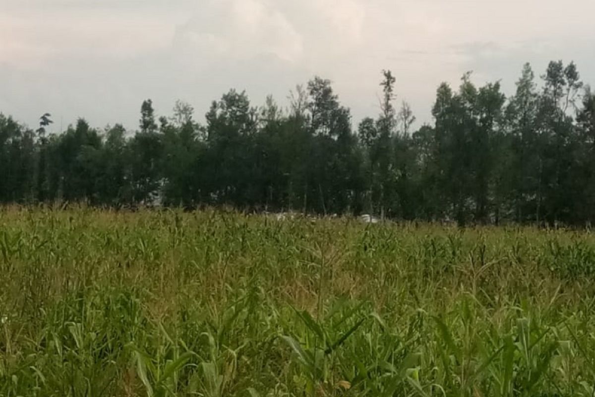 Penyuluh pertanian kawal petani panen jagung di Sarolangun