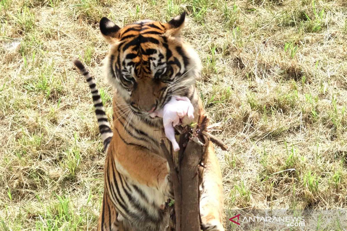 Koronologi penyadap karet diterkam harimau hingga tim pasang jebakan