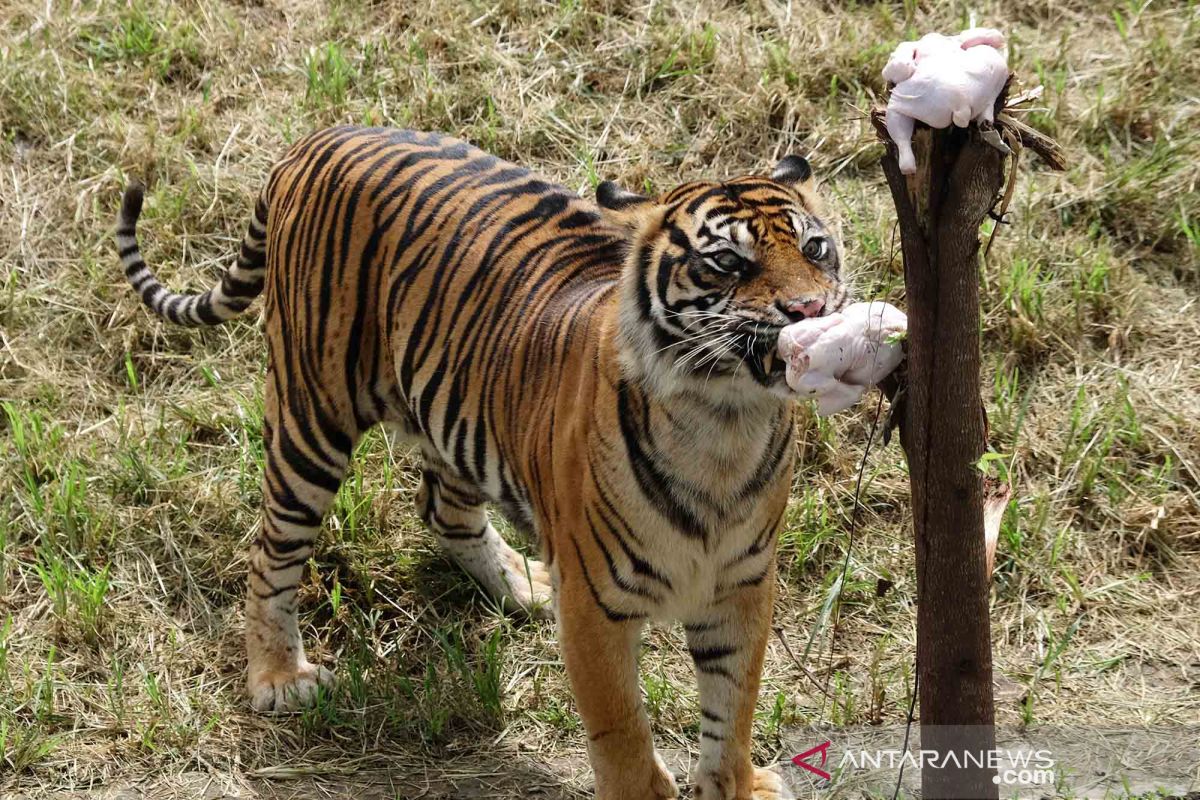 Pusat konservasi harimau sumatera akan dibangun di Giam Siak Kecil