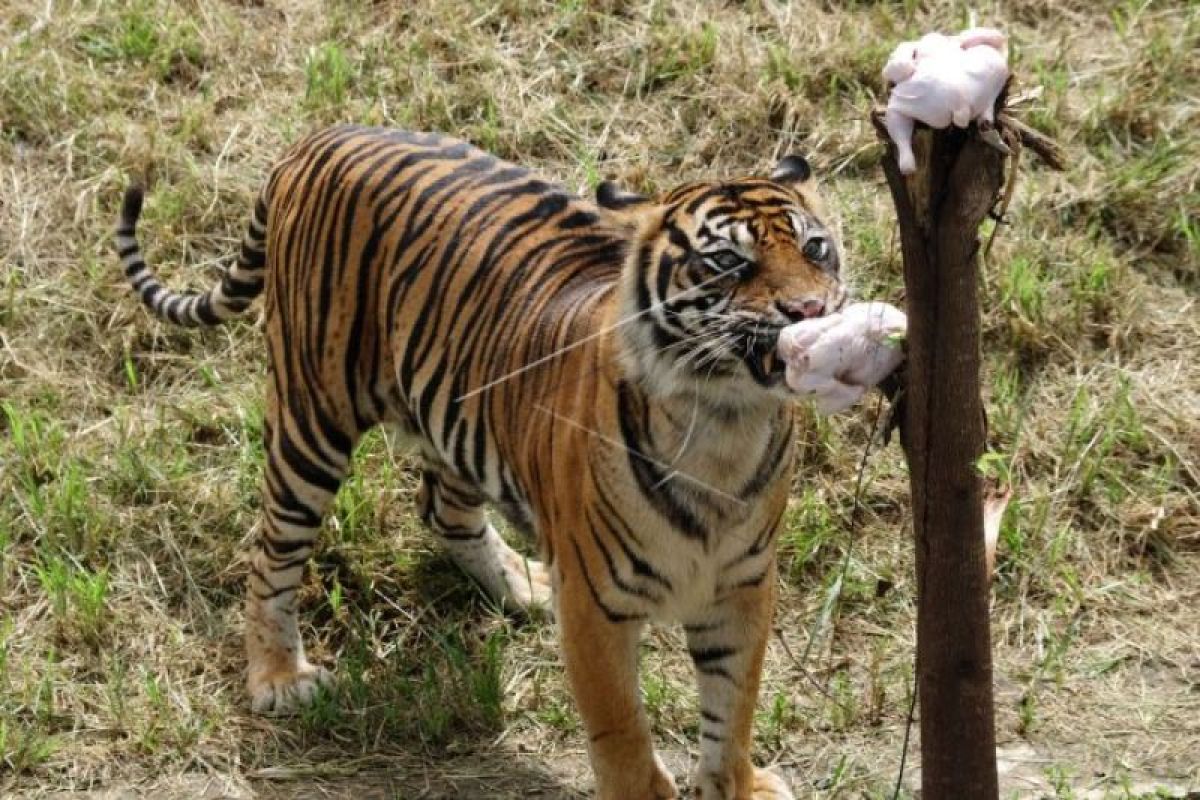 Harimau Sumatera Melahap Ayam Potong