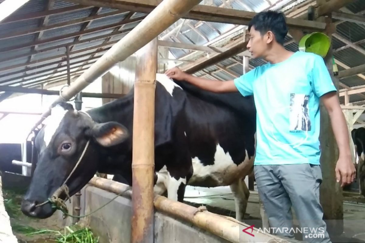 Padang Panjang atasi kerugian peternak dengan membeli susu sapi yang tak terjual
