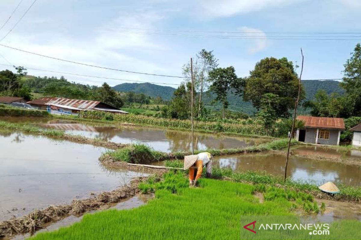 Mengolah sawah di tengah pandemi COVID-19 bersama Polbangtan Medan