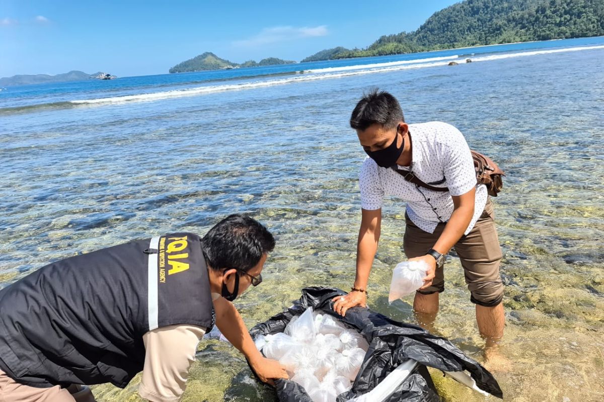 BKIPM Jambi perkuat pengawasan di jalur penyelundupan benih lobster