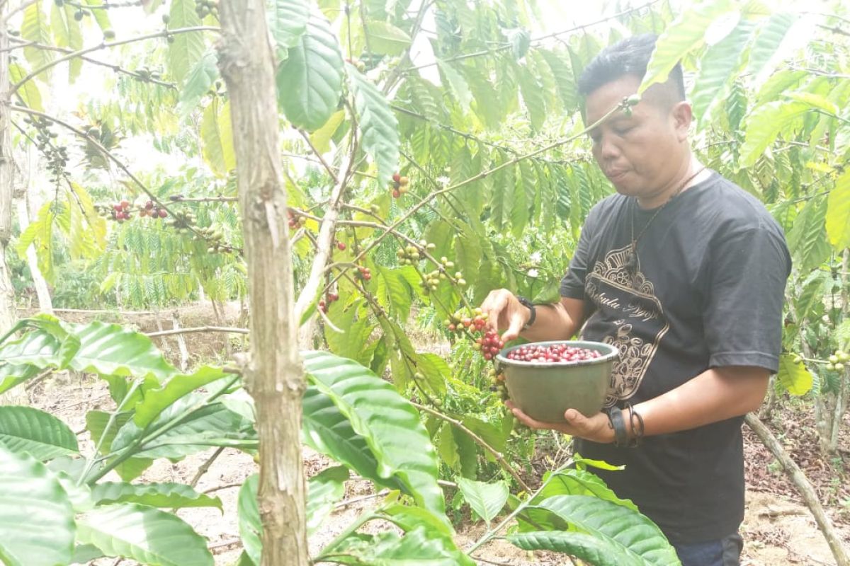 Dampak COVID-19, harga kopi di Bengkulu anjlok