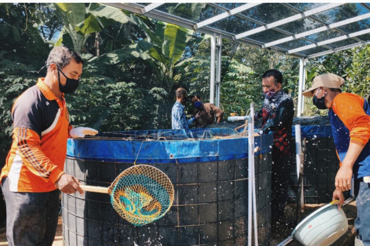 Mitra binaan Pertamina  budidaya ikan Nila dengan Bioflok