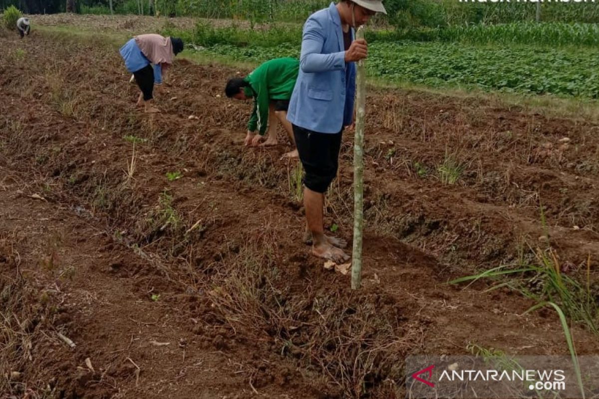 Pandemi COVID-19, Polbangtan Medan tetap semangat dampingi petani