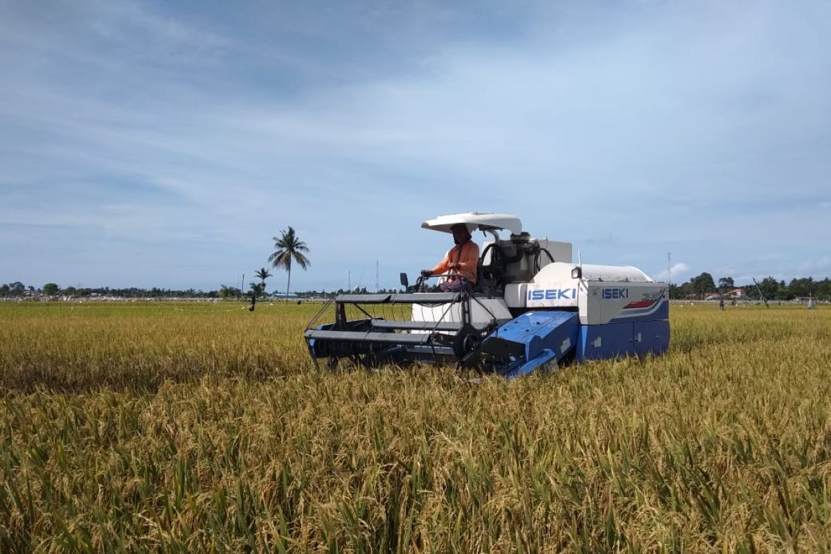 Petani Abdya panen padi jaga stabilitas pangan ditengah pandemi COVID-19