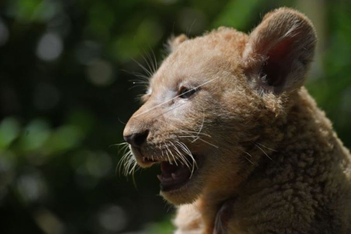 Bayi Singa Putih Tambah Koleksi Taman Safari Prigen