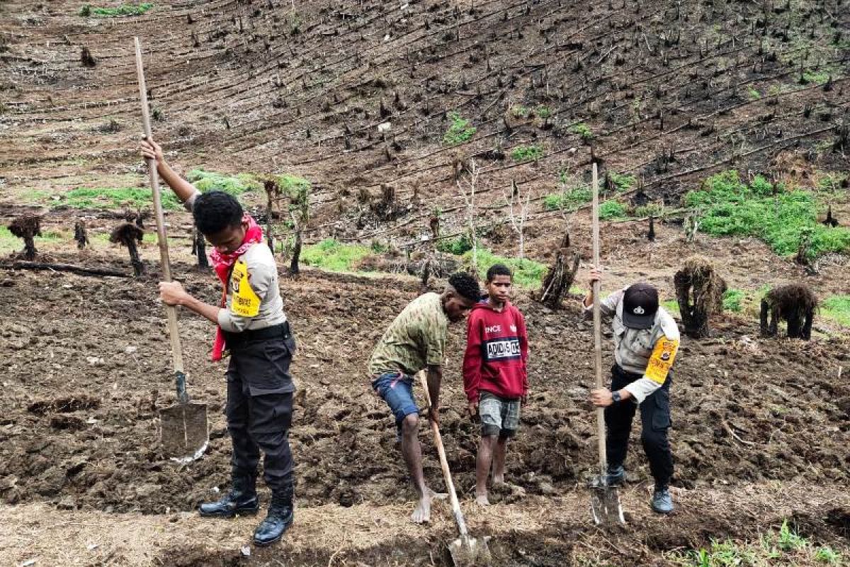 Polisi Tolikara Papua buka kebun bantu ketersediaan pangan lokal