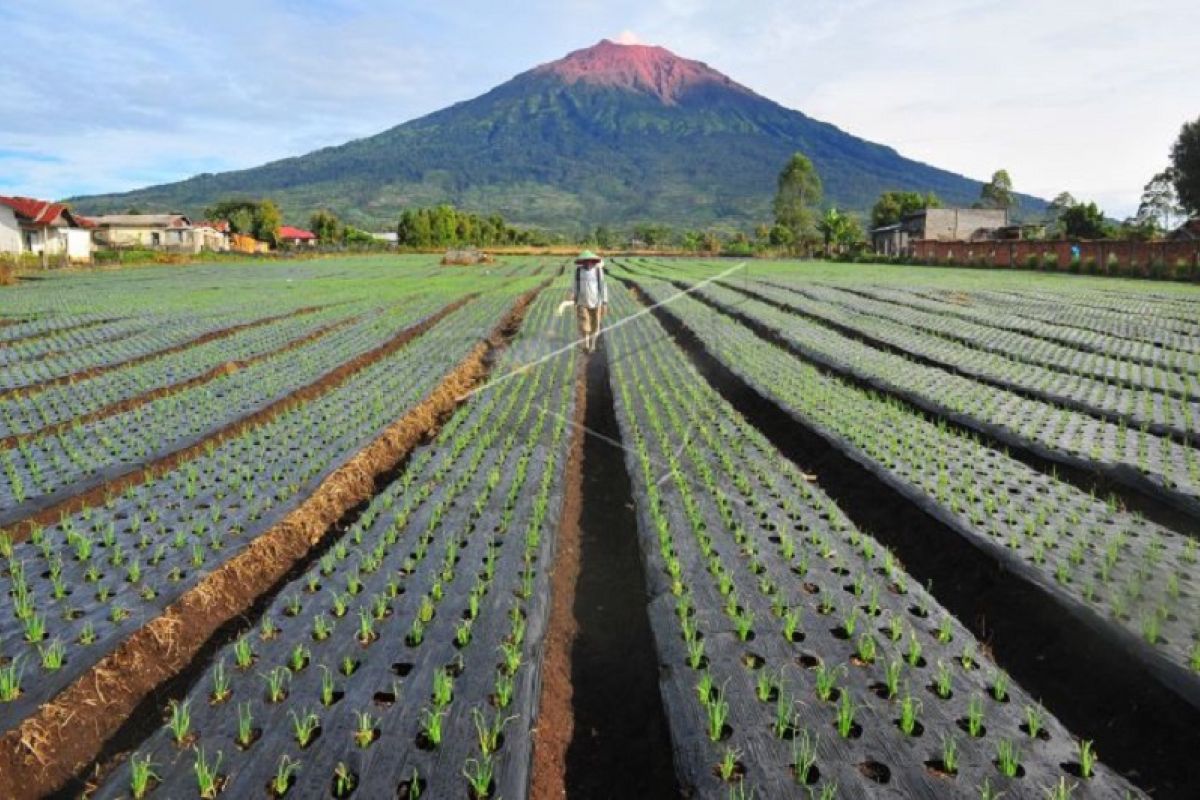 Petani Kerinci tetap jaga ketahanan pangan di tengah pandemi