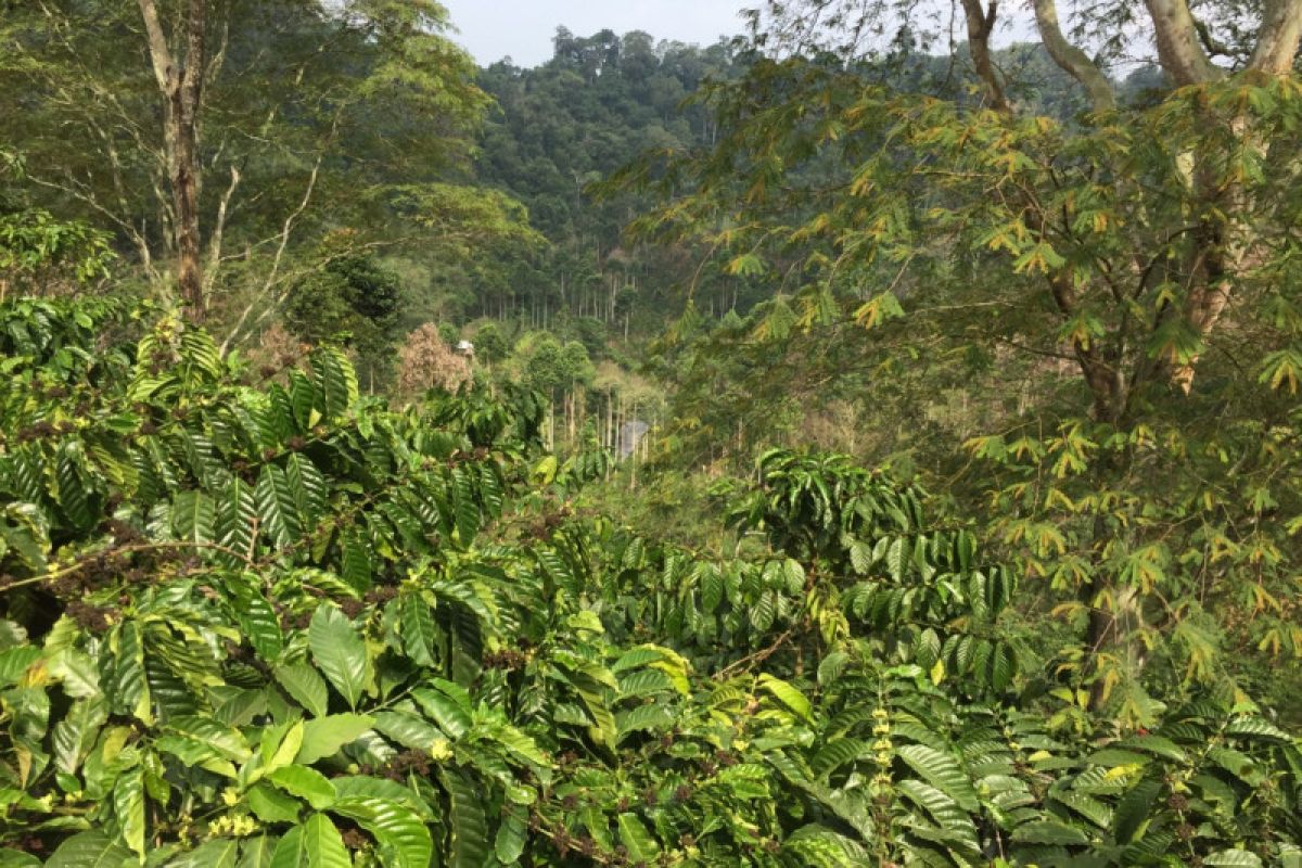 Balitbangtan terapkan konservasi hutan sosial, tekan laju erosi