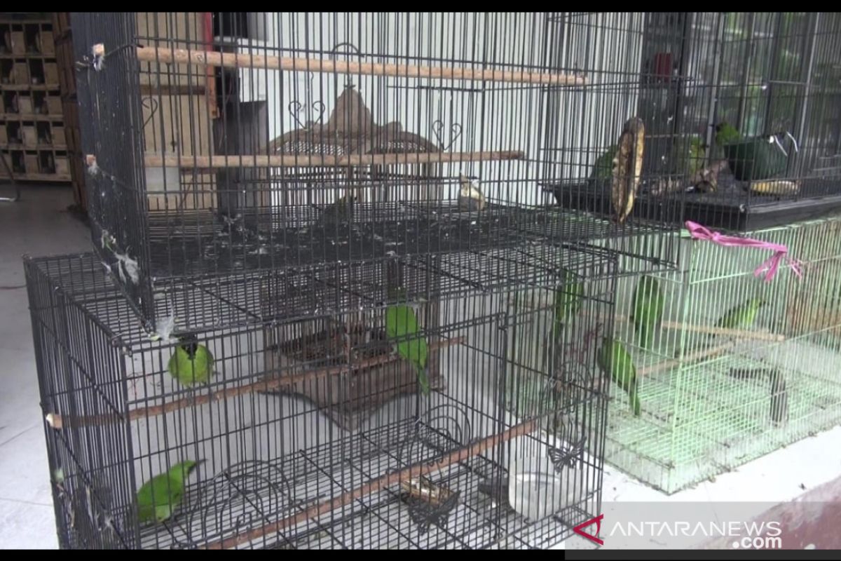 Balai Gakkum LHK Kaltim Amankan 167 Burung