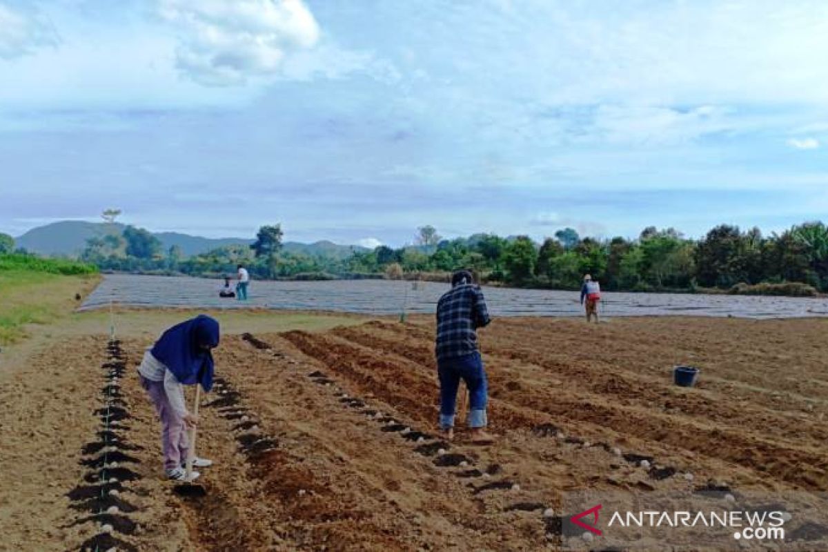 Masuki adaptasi baru, Mahasiswa Polbangtan Medan tanam kentang bersama petani Karo