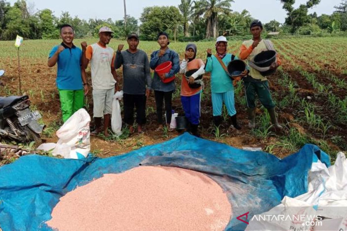 Mahasiswa Polbangtan dampingi pemupukan tanaman jagung di Deliserdang