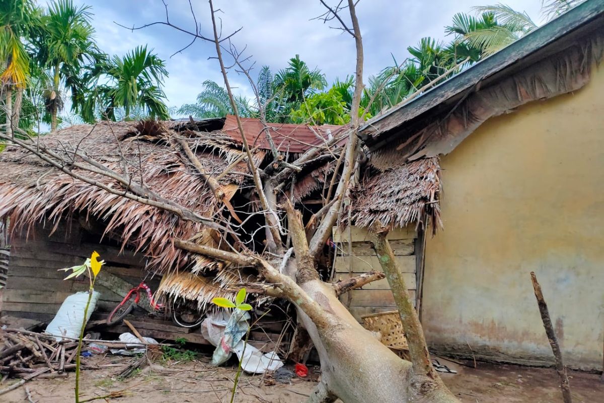 Diterjang angin Kencang, Pohon tumbang timpa dapur rumah Janda miskin di Aceh Jaya