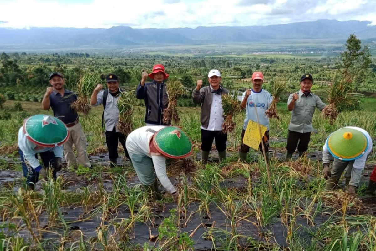 Petani bawang putih di Kerinci panen ikut berperan kurangi ketergantungan impor