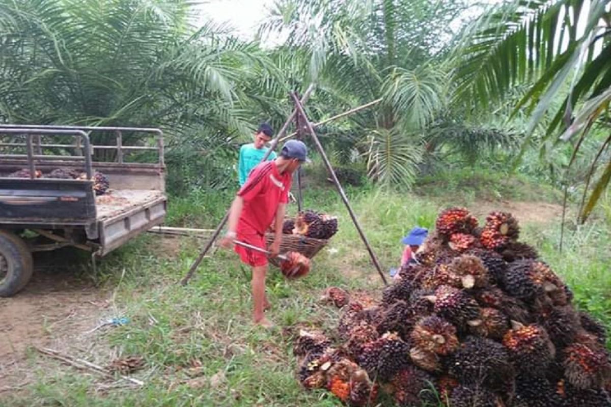 Harga buah sawit di Mukomuko berangsur naik