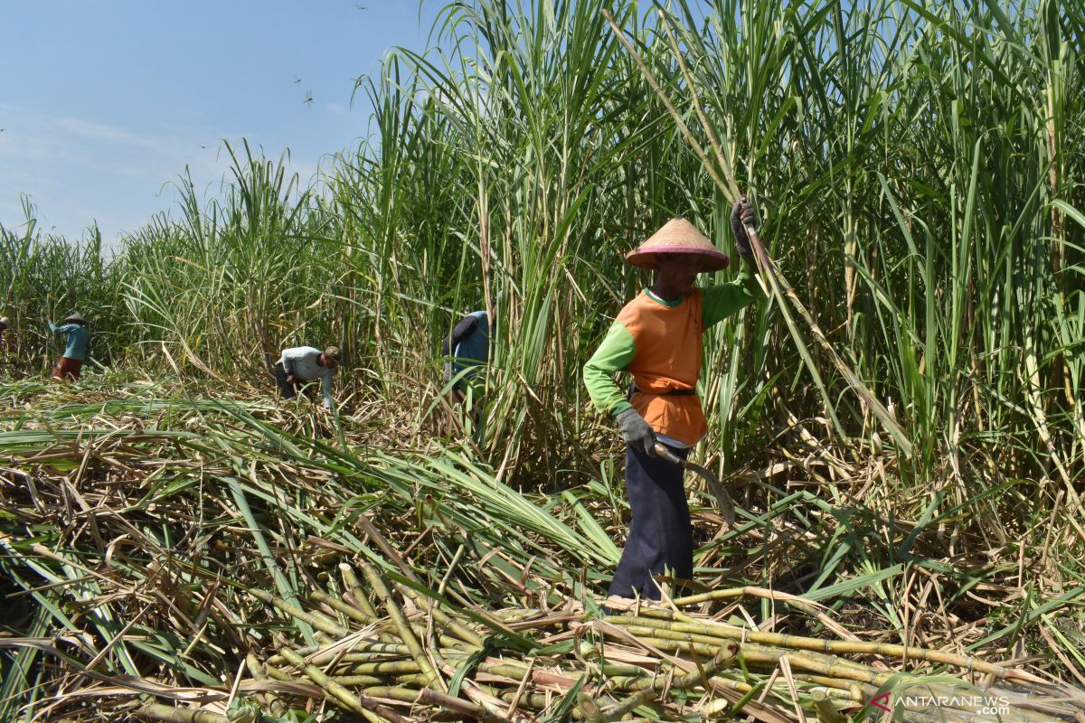 Holding Perkebunan rombak direksi di 10 anak perusahaan non-PTPN