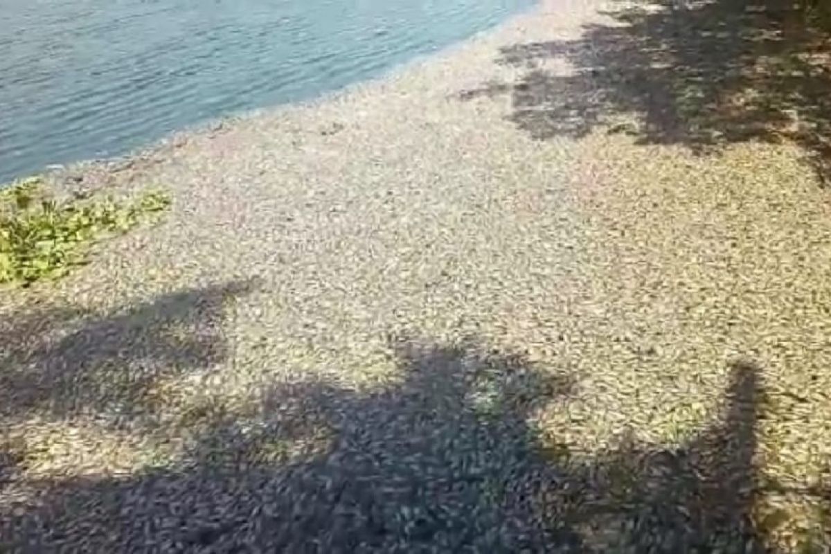 Anomali cuaca membuat ribuan ikan di waduk SIER Surabaya mati