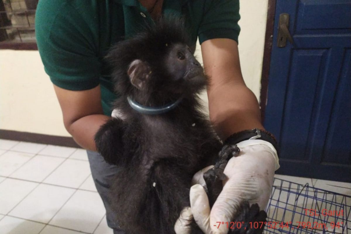 KLHK ungkap jaringan perdagangan satwa dilindungi lutung jawa