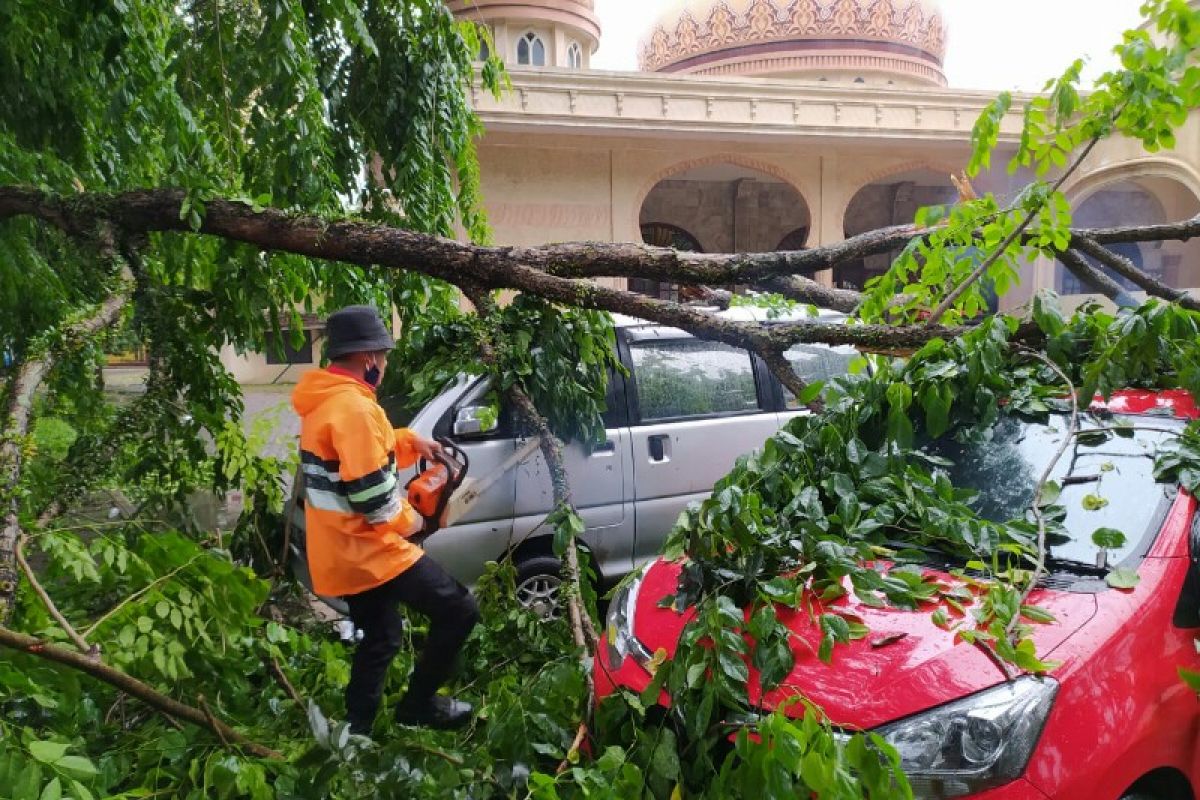 Pohon tumbang timpa dua mobil akibat hujan disertai angin kencang