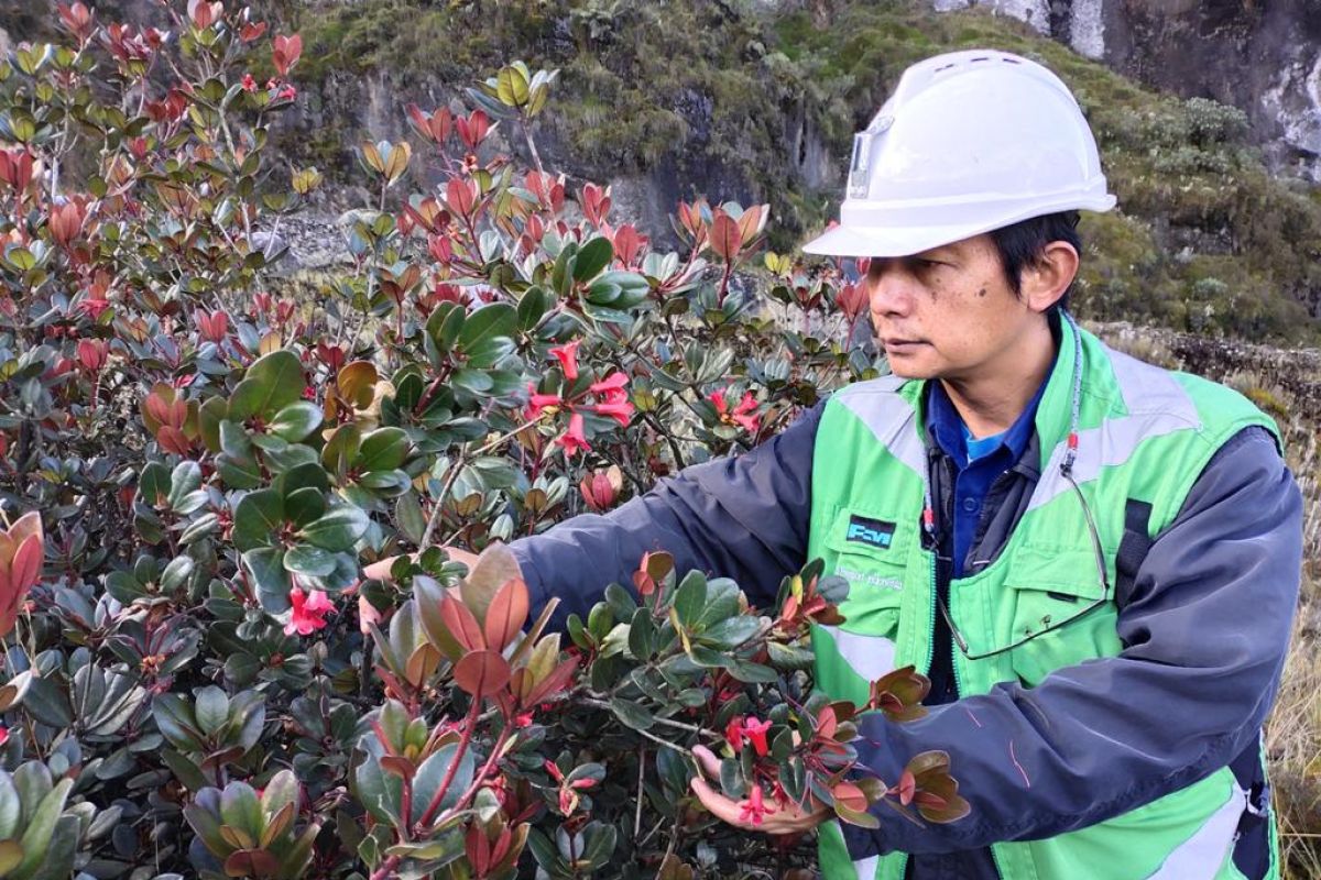 Spesies tumbuhan baru ditemukan di Mimika Papua, berada di area kerja Freeport