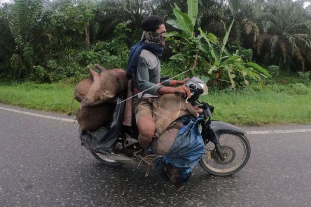 Warga Suku Anak Dalam Jambi Kendarai Sepeda Motor Bawa Hewan Hasil Buruan