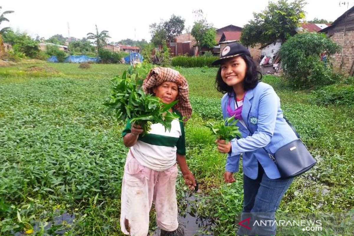 Songsong normal baru, mahasiswa Polbangtan Medan dampingi petani panen kangkung