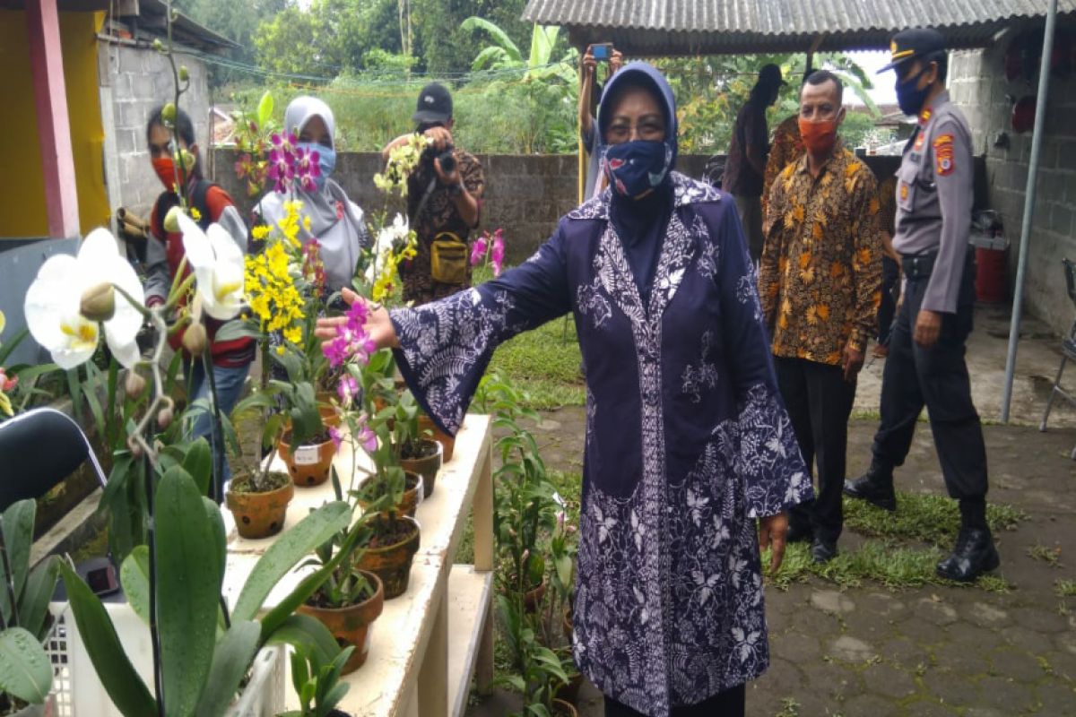 Anggrek Merapi dilestarikan masyarakat Yogyakarta