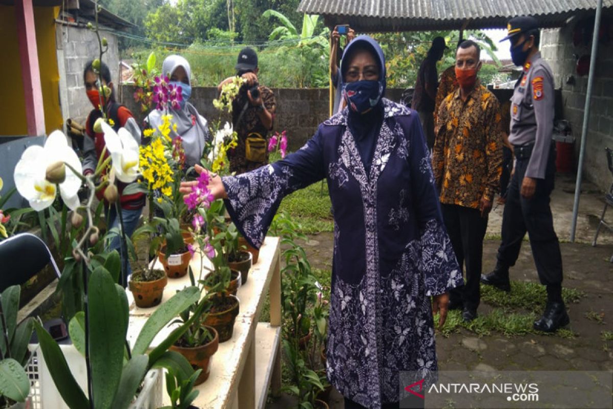 Yogyakarta miliki rintisan kampung pelestarian anggrek Merapi