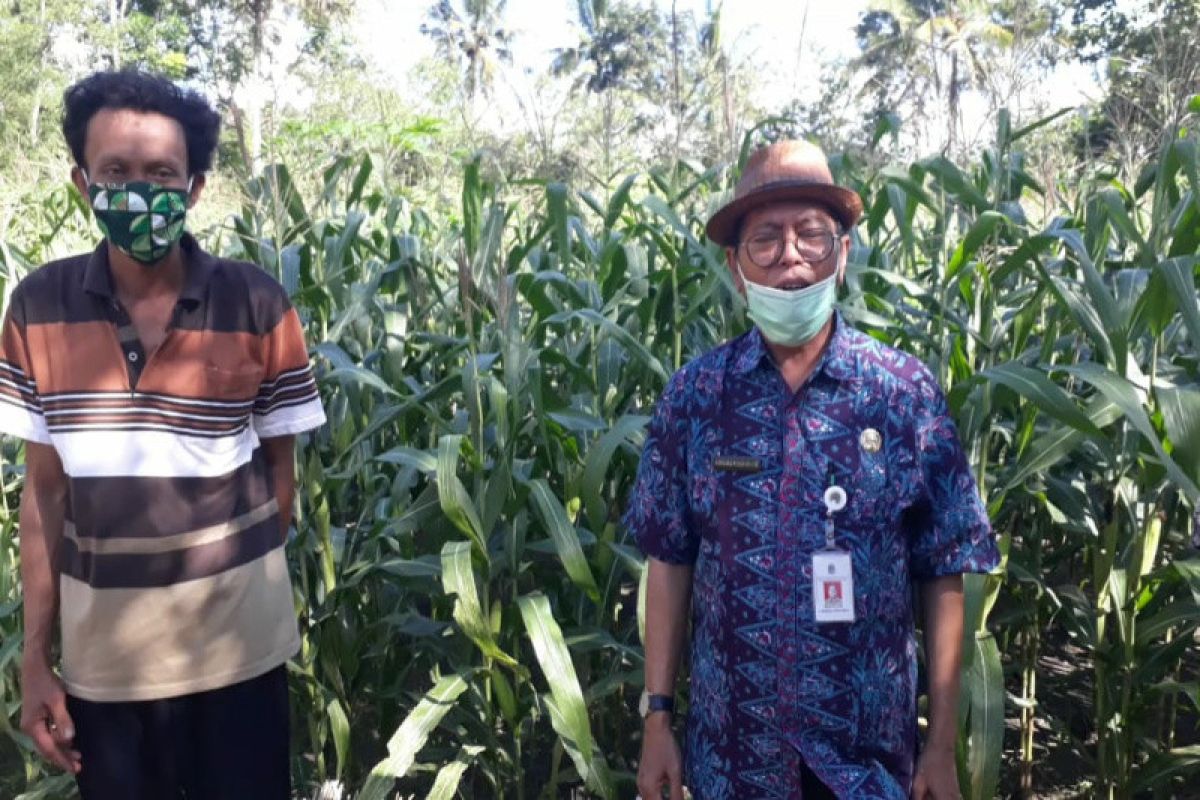 Produksi jagung di Gunung Kidul capai 245.741 ton