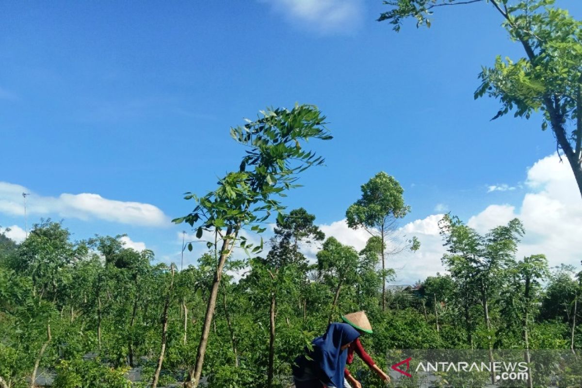 Minimalisir pengeluaran, mahasiswa Polbangtan Medan ajak petani Bengkulu tanam cabai