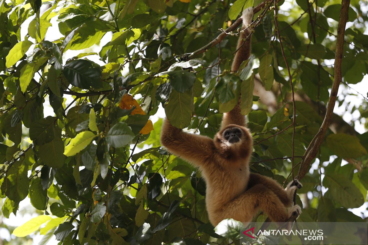 16 owa ungko telah dilepasliarkan ke habitat barunya oleh BKSDA Sumbar