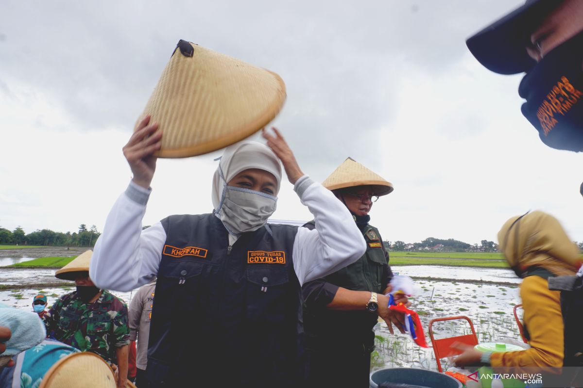 Masa tanam padi di lima kabupaten Jatim dipercepat