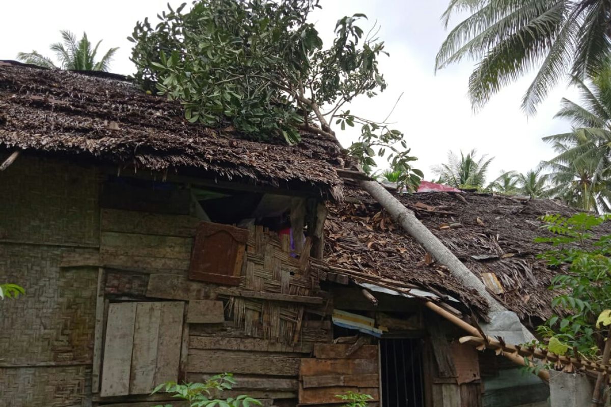 Sebuah rumah di Aceh Utara rusak tertimpa pohon
