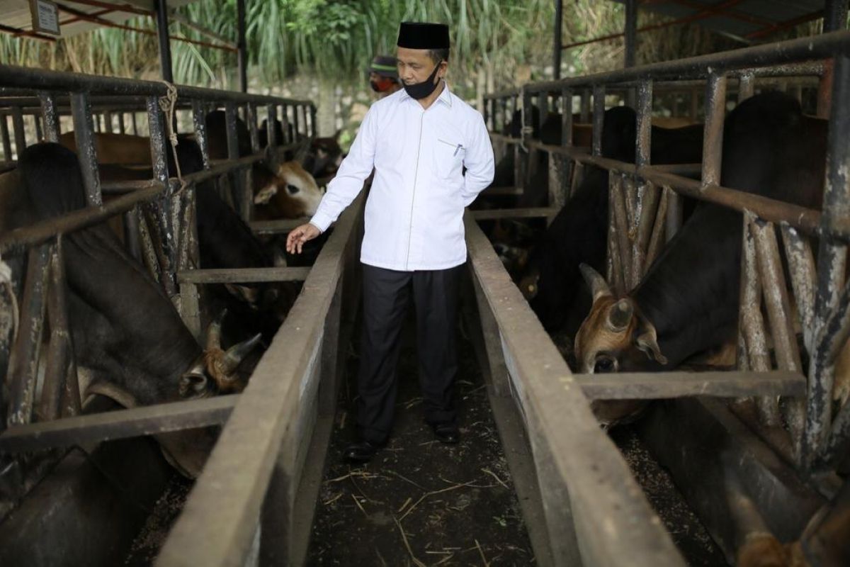 Ini kata Kadis Peternakan Aceh, terkait sapi di Saree