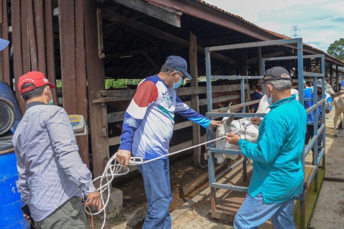 Ini langkah Plt Gubernur Aceh, tangani sapi di Saree