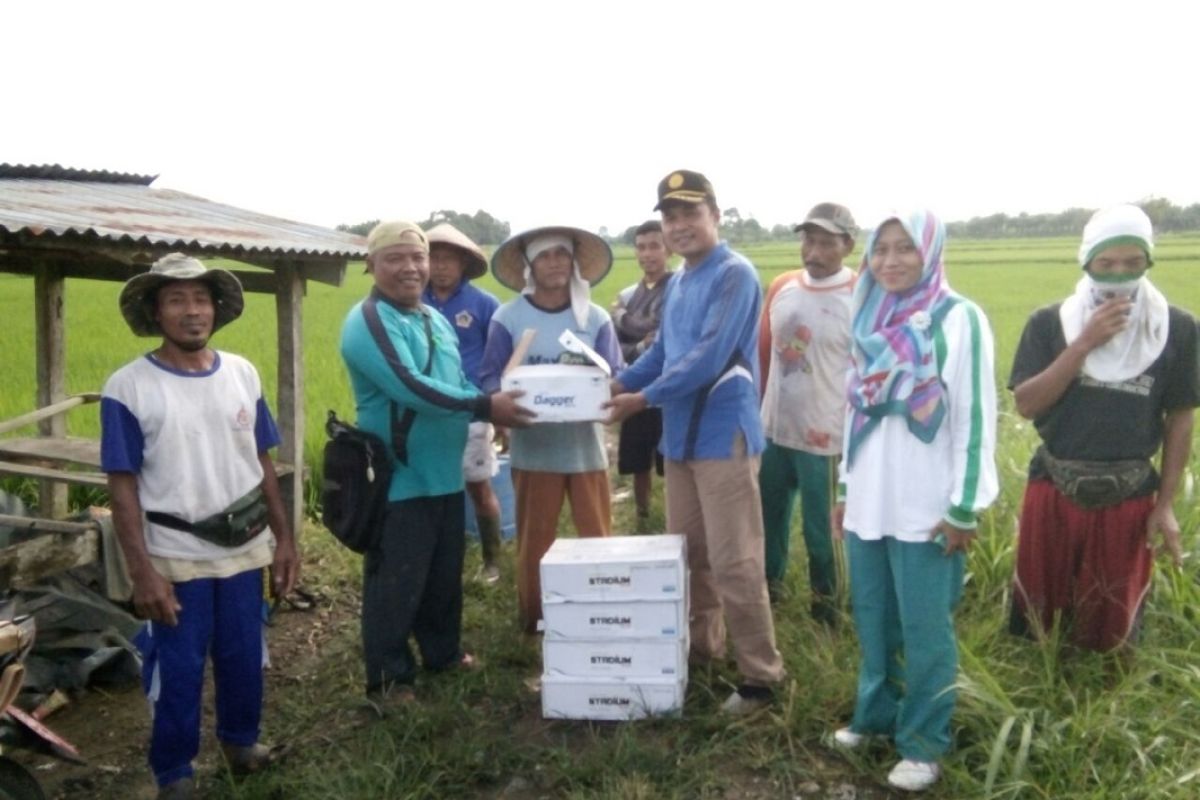 Petani Muko Muko berjibaku  basmi ulat perusak cabai