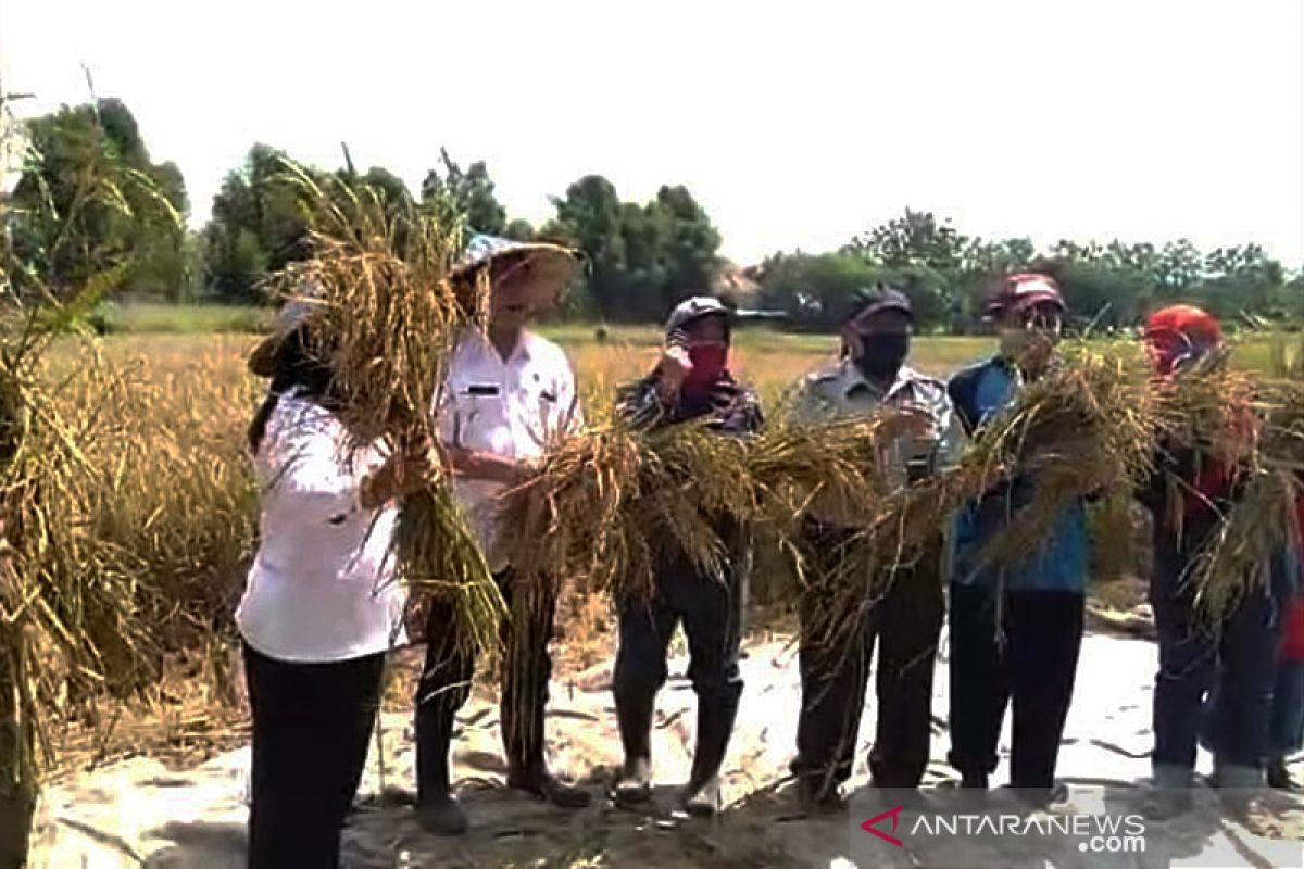 Antisipasi stunting, Balitbangtan masyarakatkan padi Inpari Nutri Zinc