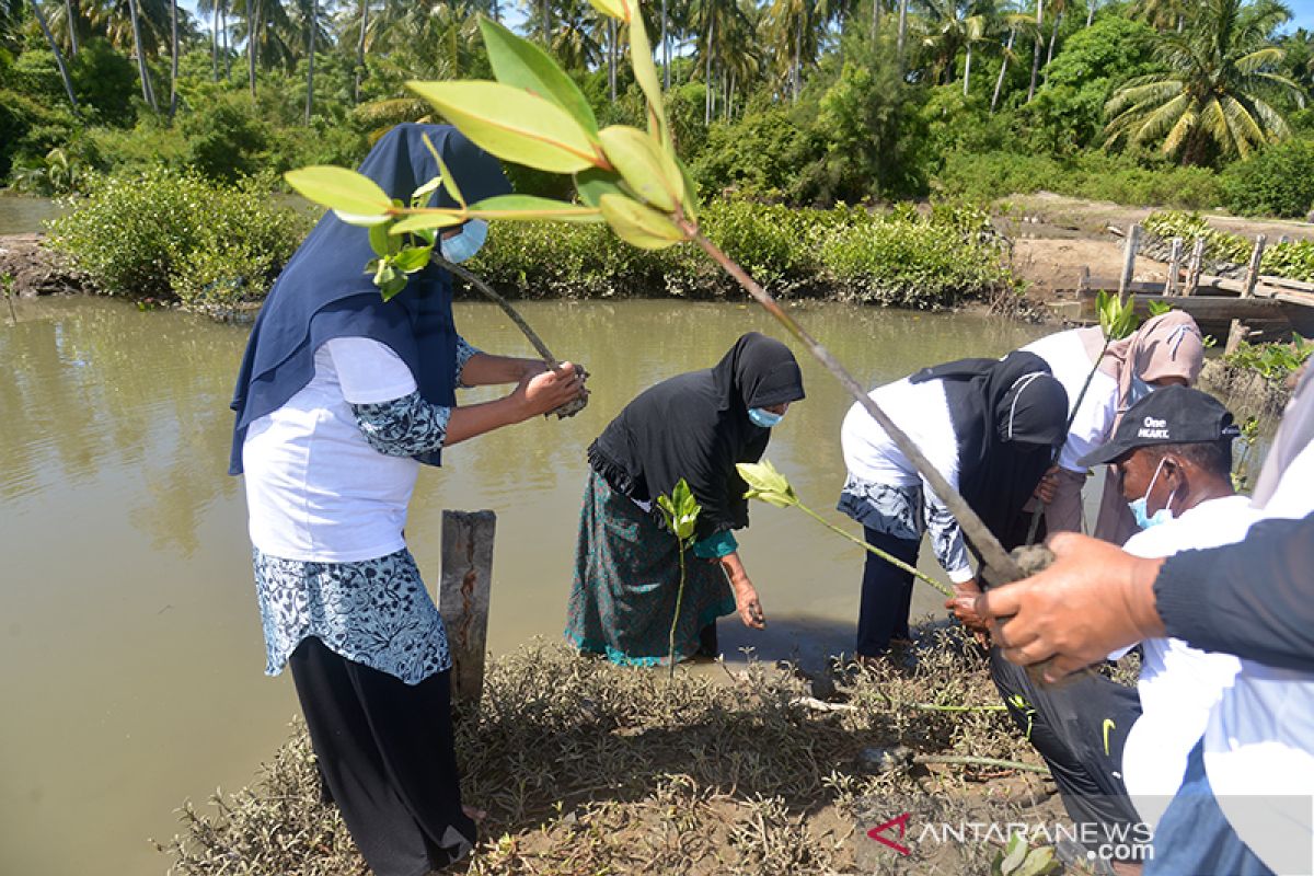 Aksi tanam manggrove cegah abrasi di Aceh Besar