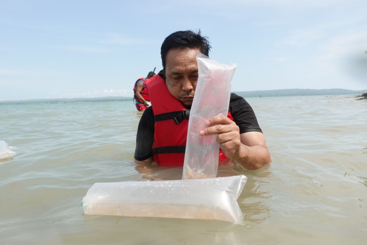 KKP melepasliarkan 43.000 benih lobster di Pandeglang Banten