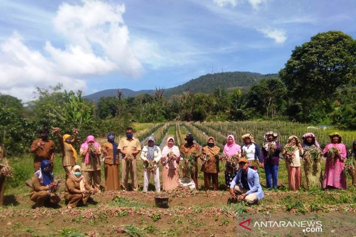 Petani Sipirok panen bawang merah bantuan Kementan