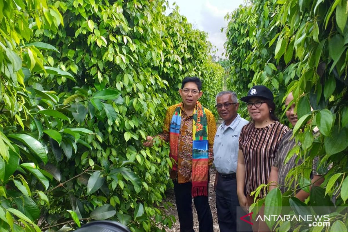 Pemkab Belitung: Kenaikan harga lada untungkan para petani