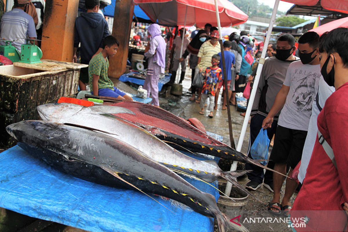 KKP sedang kaji budi daya ikan tuna di Teluk Tomini Sulteng